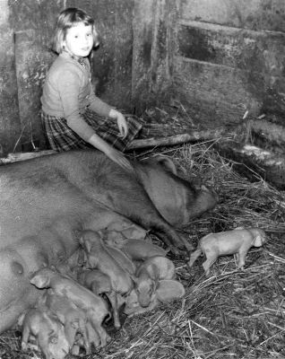 Sugga, kultingar och flicka
Nyckelord: Gris