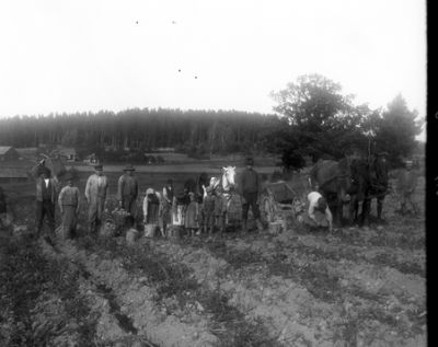 Ett antal människor med hästar arbetande på åker
Nyckelord: Potatis