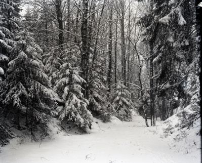 Snöklädd skogsväg
