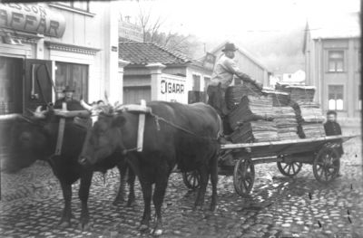Man stående på oxekipage.
Nyckelord: Oxe