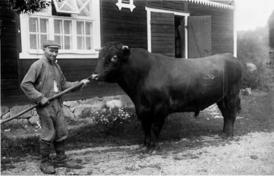 Man stående med tjur framför ladugård.
Nyckelord: Tjur