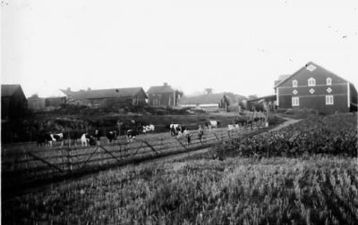 Lantgård.
Nyckelord: Ko