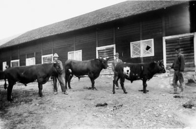 3 män stående på ladugårdsplan med 3 tjurar.
Nyckelord: Tjur