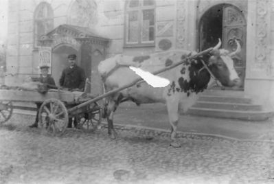 Man och pojke vid oxekipage.
Nyckelord: Oxe Vagn