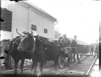 2 män vid oxekipage.
Nyckelord: Oxe