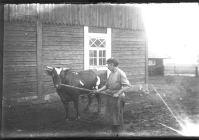 Man stående med tjur framför byggnad.
Nyckelord: Tjur Ekonomibyggnad