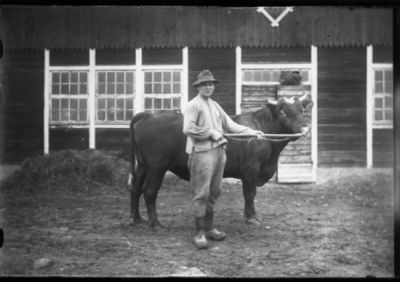 Man stående med tjur på ladugårdsplan.
Nyckelord: Tjur