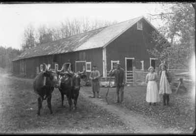 2 män och 2 kvinnor stående på ladugårdsplan med 2 oxar.
Nyckelord: Oxe