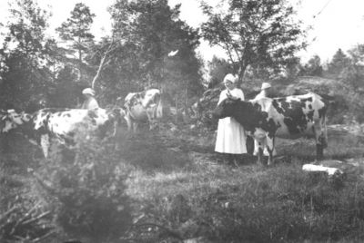 3 kvinnor stående i kohage.
Nyckelord: Ko Hage