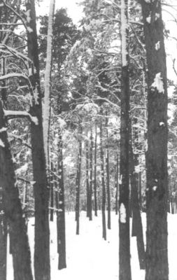 Snöklädd skog.
Nyckelord: Vinter