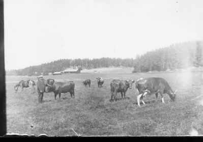 Man och kvinna stående i hage med nötkreatur.
Nyckelord: Ko