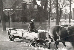 Översvämning i kyrkpark
Nyckelord: Häst Hästekipage