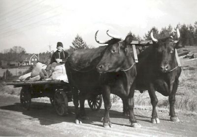 Man sittande på vagn dragen av ett par oxar
Nyckelord: Oxe