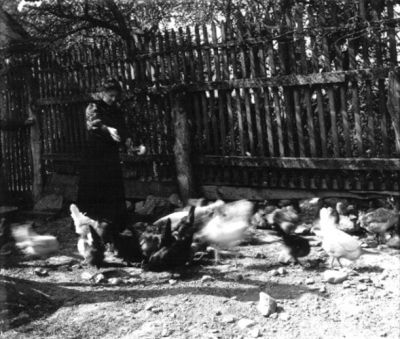 Kvinna matar höns
Nyckelord: Höna