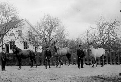 3 män med 3 hästar framför byggnad
Keywords: Häst