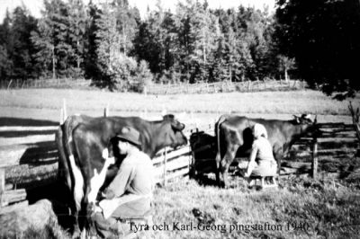 Handmjölkning av två kor

