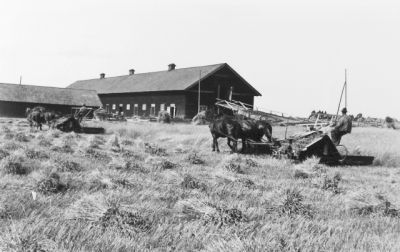 Man i skördearbete med hästdragen självbindare
Nyckelord: Självbindare;Häst