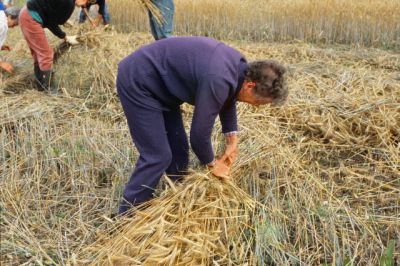 Sädesskörd
Nyckelord: Råg