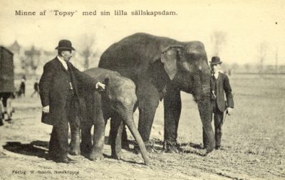 Elefanter med skötare
