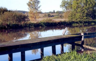 Häger sittande på båtbrygga
