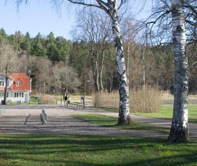 Parkeringsplats och två björkar
